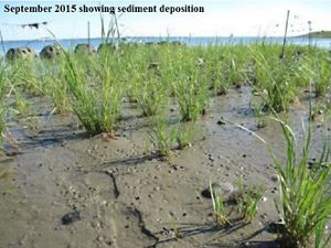 Green grass plugs sprout up in wet beach sand, with water in the far background.