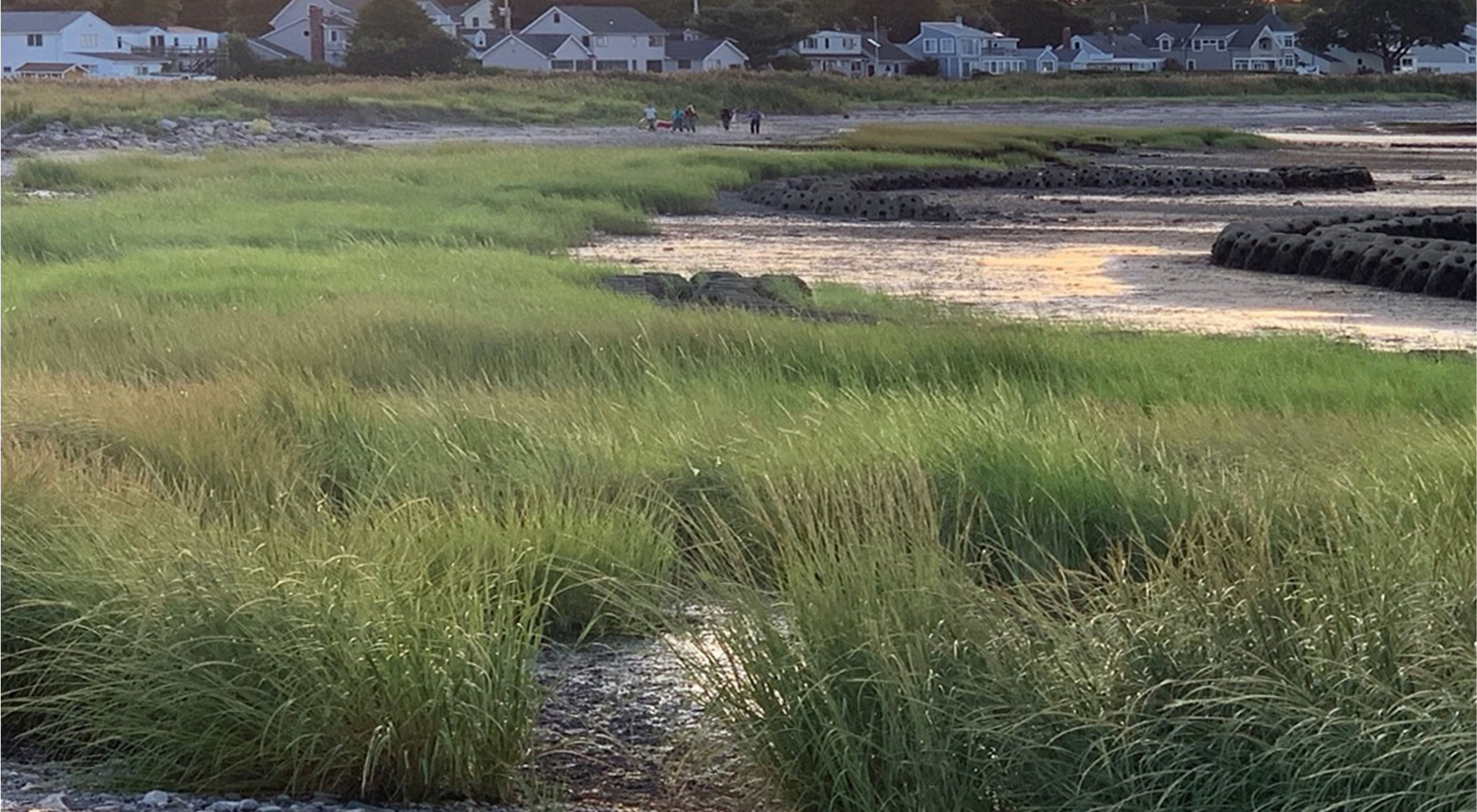 Green marsh grasses in the foreground with water's edge in midground and rows of houses in background.