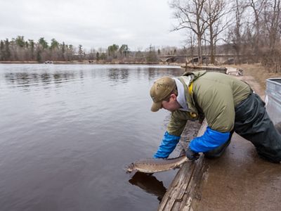 A person kneels in a boat to release a lake sturgeon into the lake.