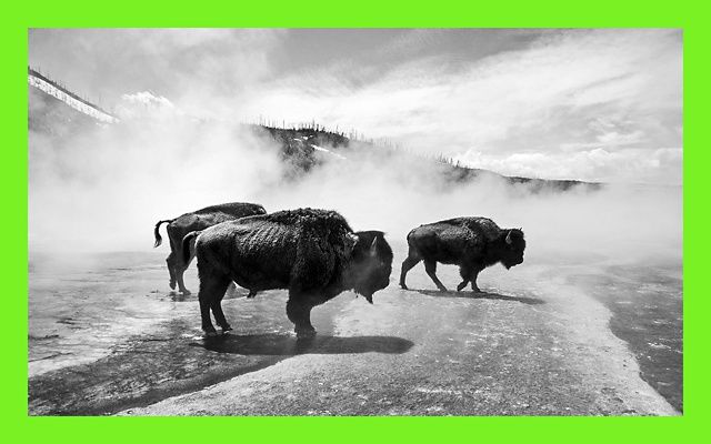 Black and white photo of three bison walking through steam at the Grand Prismatic Spring in Yellowstone National Park.