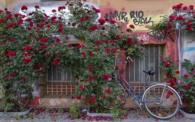 bicycle is seen against a wall of graffiti that is covered in climbing red roses