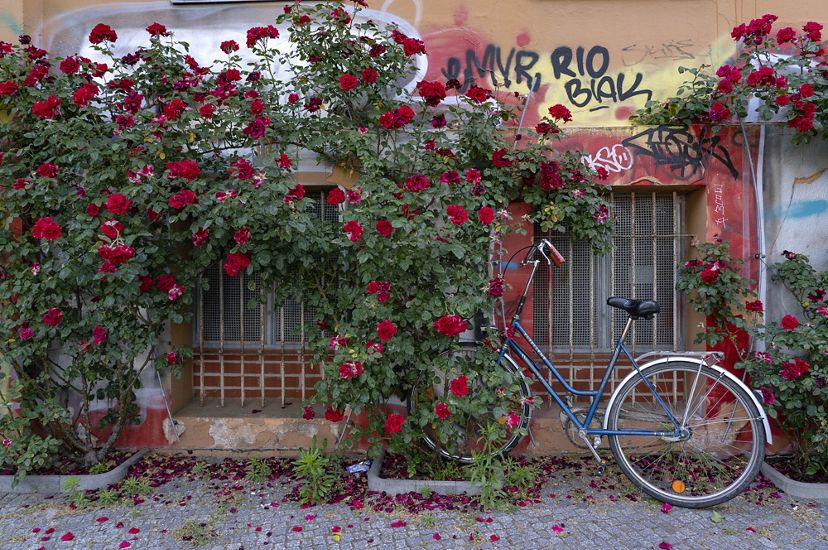 bicycle is seen against a wall of graffiti that is covered in climbing red roses