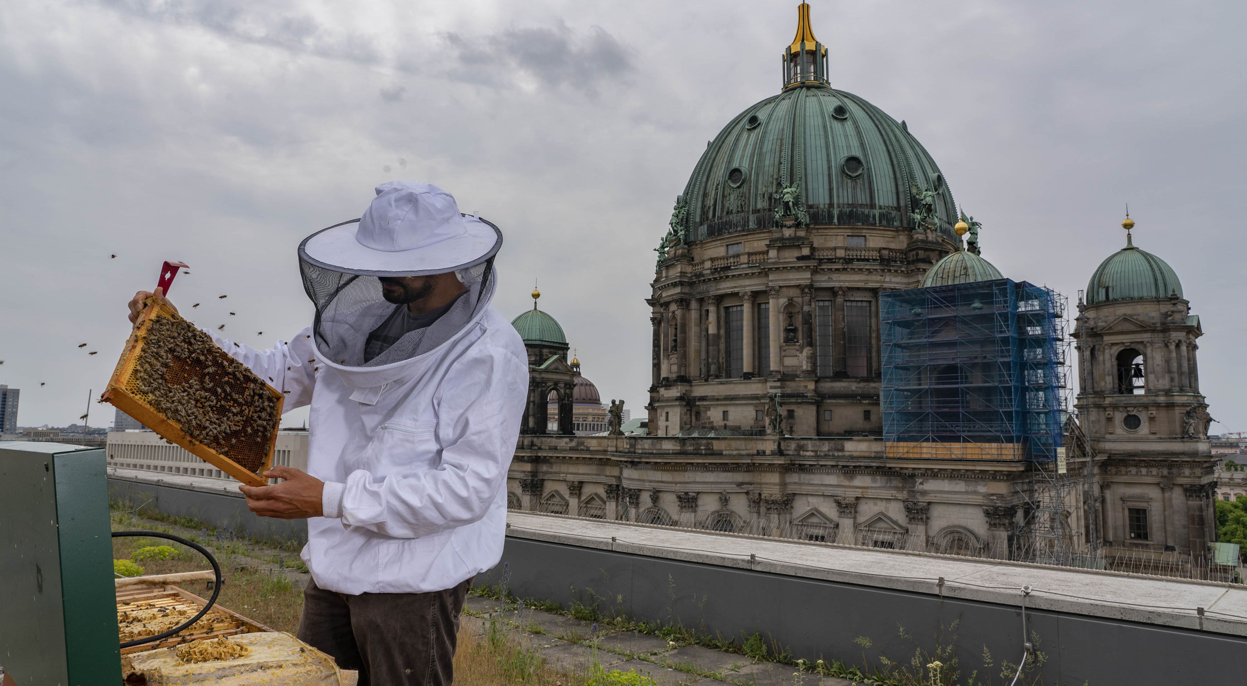 a beekeeper in a suit holds a tray of bees on a rooftop with old architecture in the background