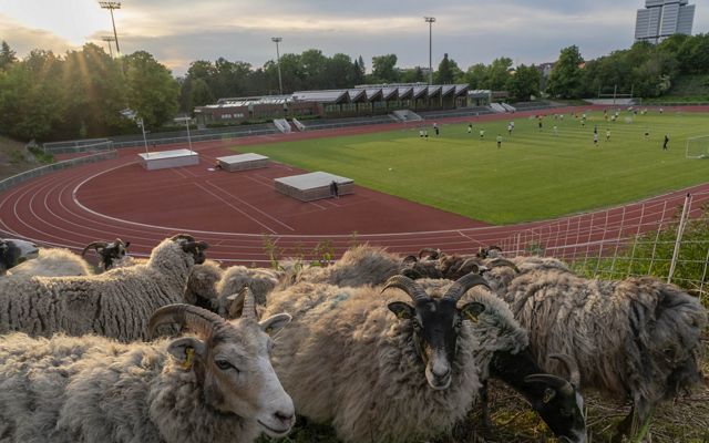 herd of sheep graze on hillside with athletics facility in the background