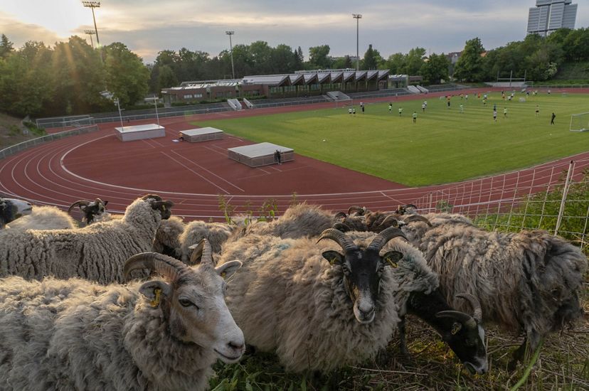 herd of sheep graze on hillside with athletics facility in the background