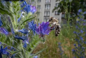 bee rests on blue-purple flower with apartment building in background
