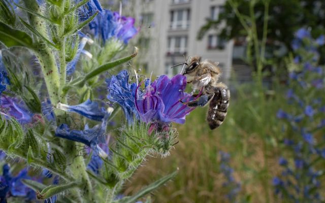 bee rests on blue-purple flower with apartment building in background