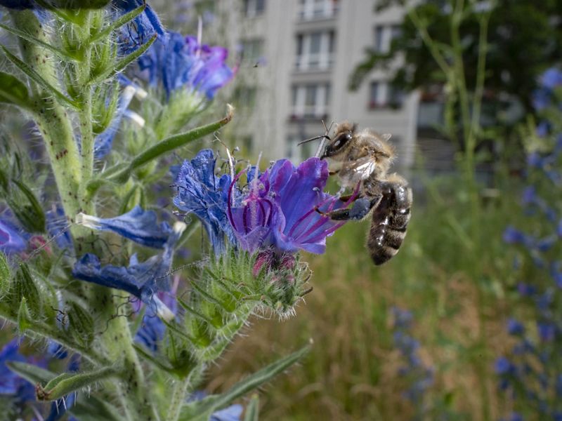 bee rests on blue-purple flower with apartment building in background