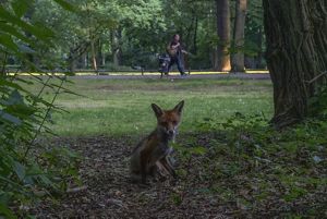 small brown fox faces camera, sits in the shade of a tree in a park