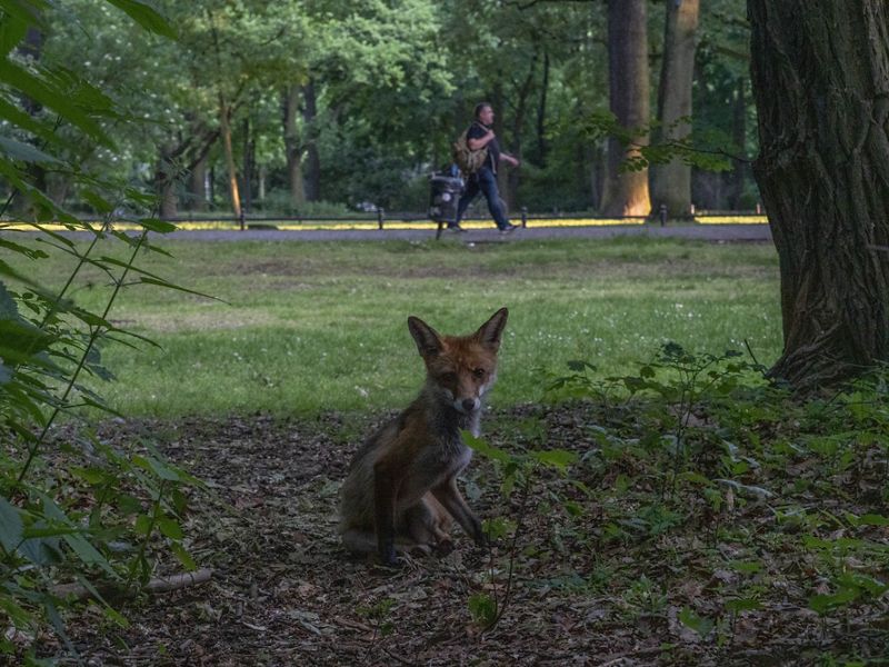 small brown fox faces camera, sits in the shade of a tree in a park
