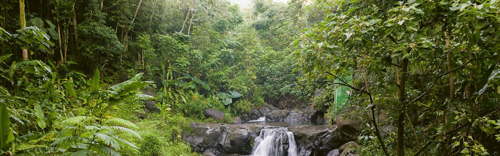 Waterfall in a lush forest on Papahana Kuaola property. The waterfall is part of He’eia stream that feeds the Papahana lo’i & goes down to Kako’o ‘Oiwi, ending at Paepae o He’eia fishpond.