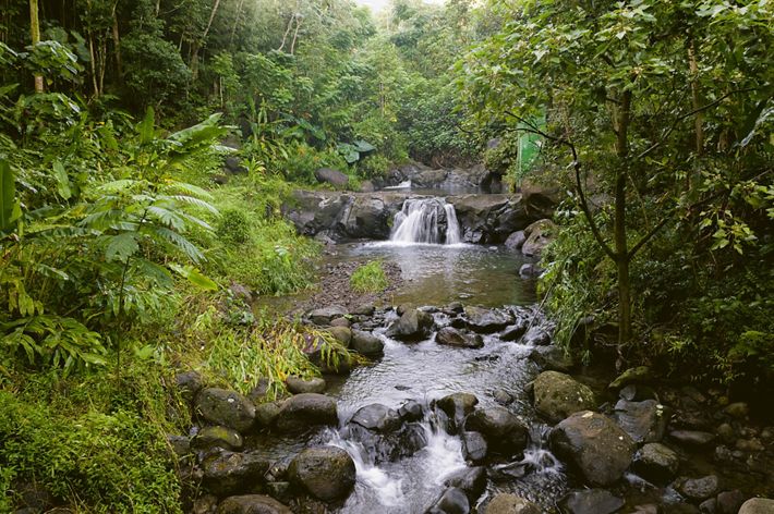 a small waterfall in a stream in a lush green forest.