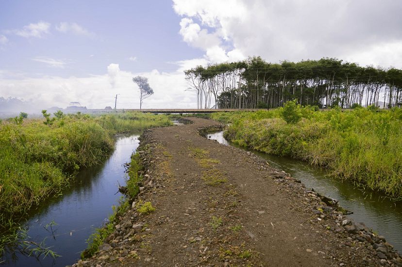 The wetlands at Kako'o 'Oiwi.