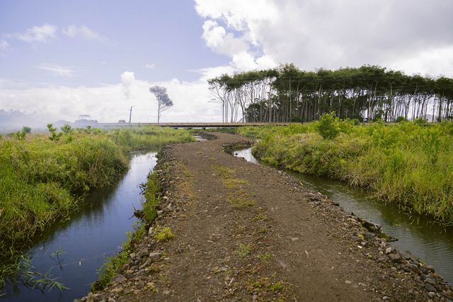 The wetlands at Kako'o 'Oiwi.