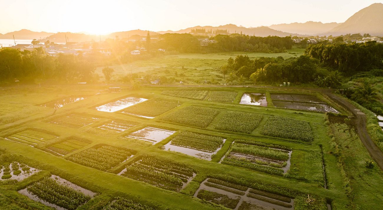 The sun rises over taro fields on Oahu.