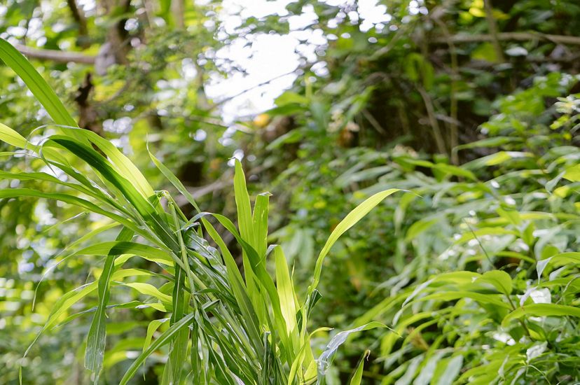 Lehua Yamada carries a bundle of invasive grasses.