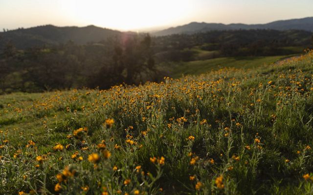 Orange flowers cover a hill in the Randall Preserve.