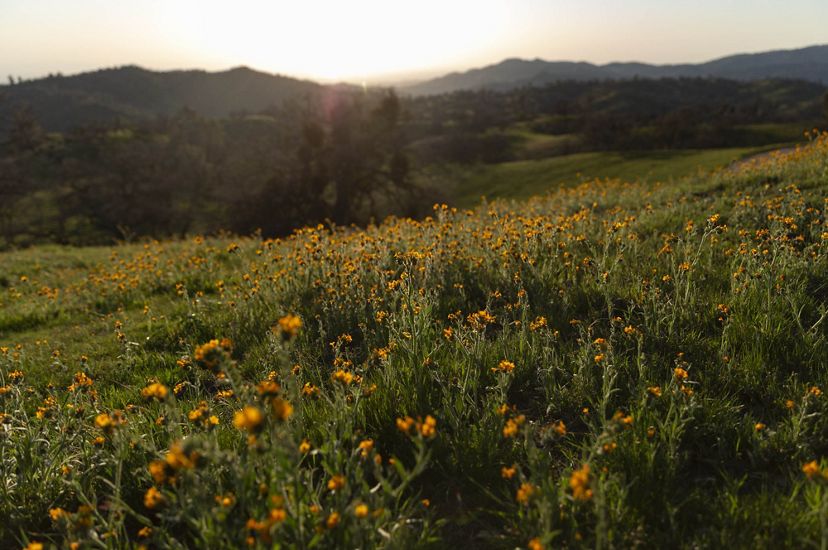 Orange flowers cover a hill in the Randall Preserve.