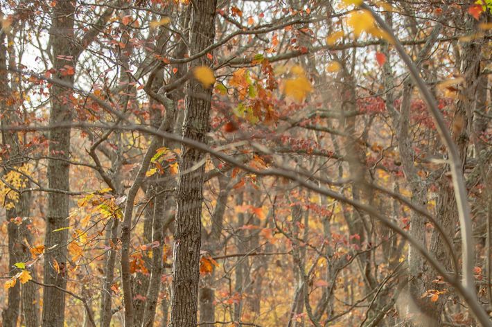 Two men wearing camouflage stand on a platform in the woods surrounded by autumn color. They hold crossbows.
