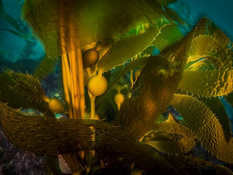 underwater kelp forest.