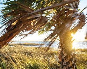 Sun shines through a palm tree on the shores of the Gulf of America.