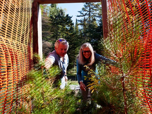 Two people standing next to trees they've planted with cages around them as protection against deer.