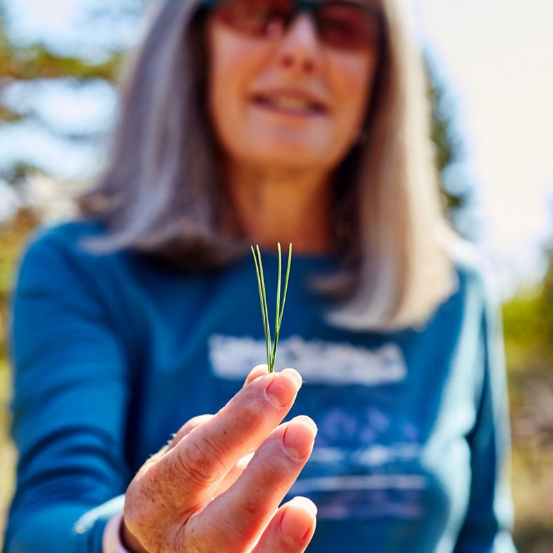 A person holding a cluster of pine needles between their two fingers.