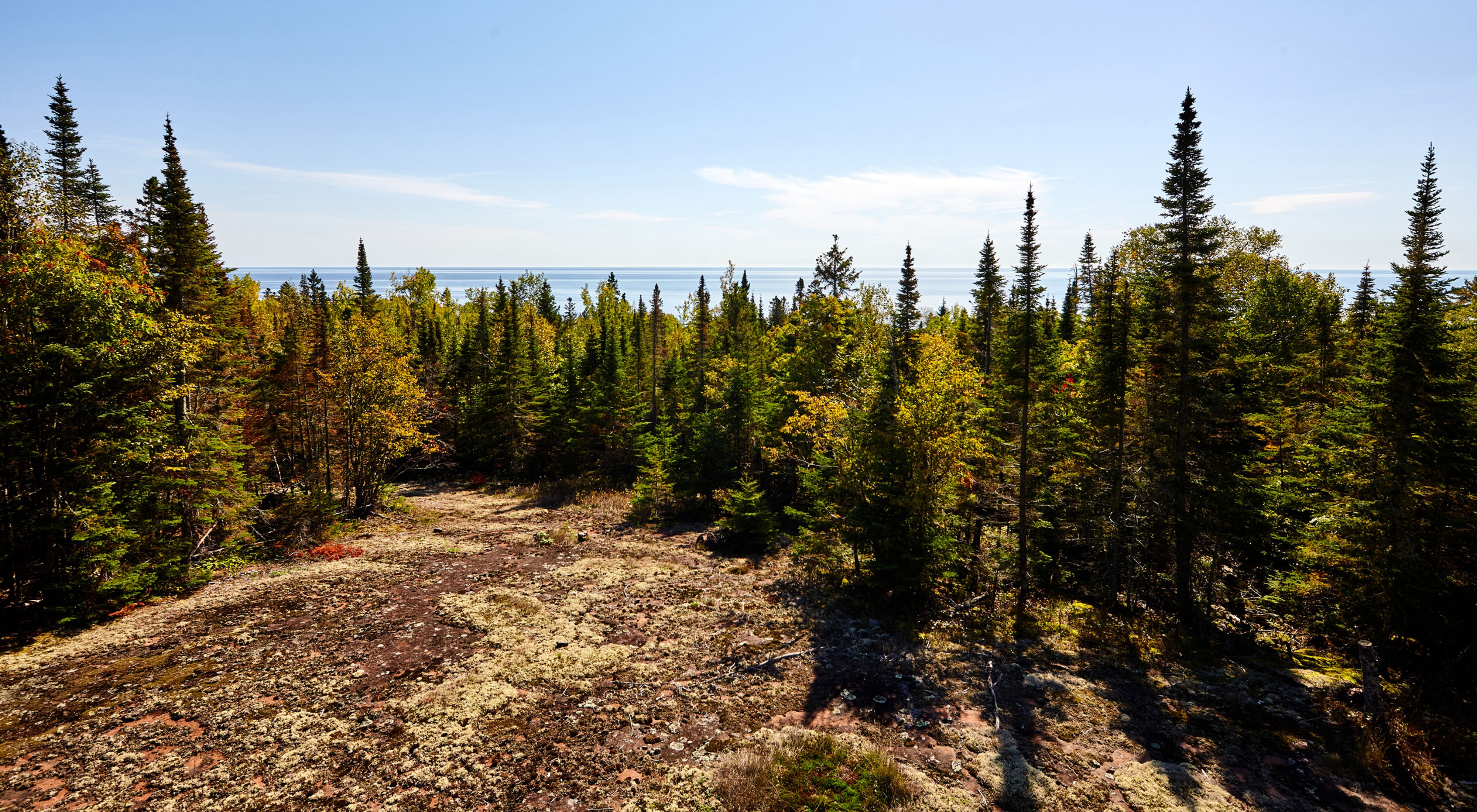 North Shore forest along Lake Superior.
