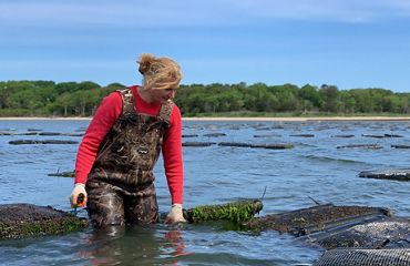 Sue Wicks wears ocean waders and is knee deep in the waters of her oyster farm.
