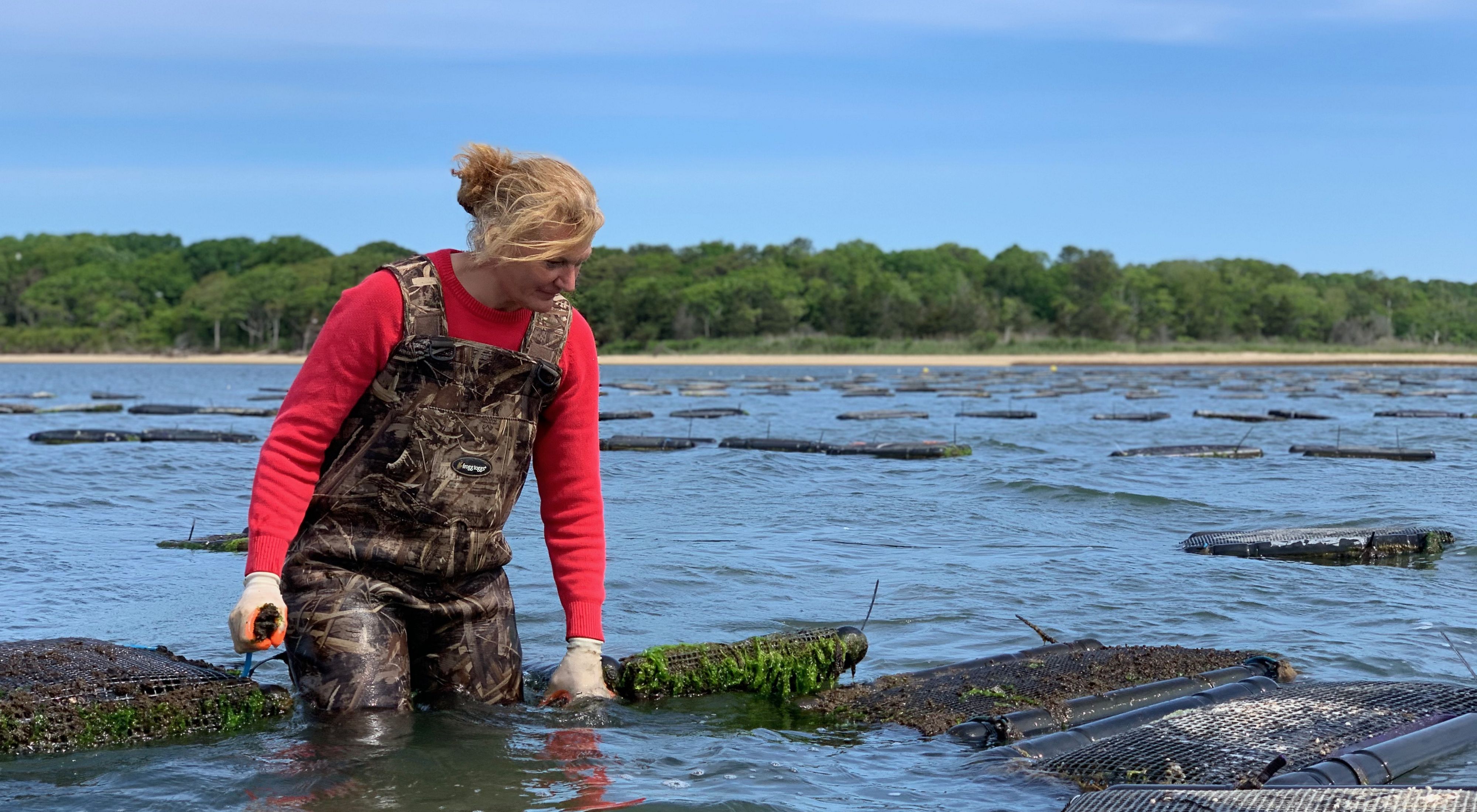 Woman on left side of screen wearing ocean waders and pink long sleeve shirt surveys an oyster cage submerged in water. 