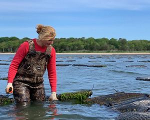 Woman on left side of screen wearing ocean waders and pink long sleeve shirt surveys an oyster cage submerged in water.