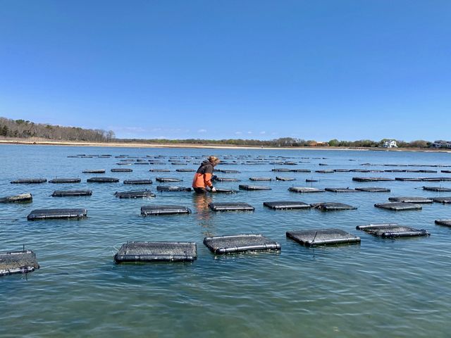 Woman standing in ocean water surveying 20 or so oyster cages.