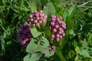 Bubblegum pink blooms and green leaves of Sullivant's milkweed.
