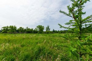 Tamarack and other trees frame the wetlands under a blue sky during summer at the Summerton Bog State Natural Area.