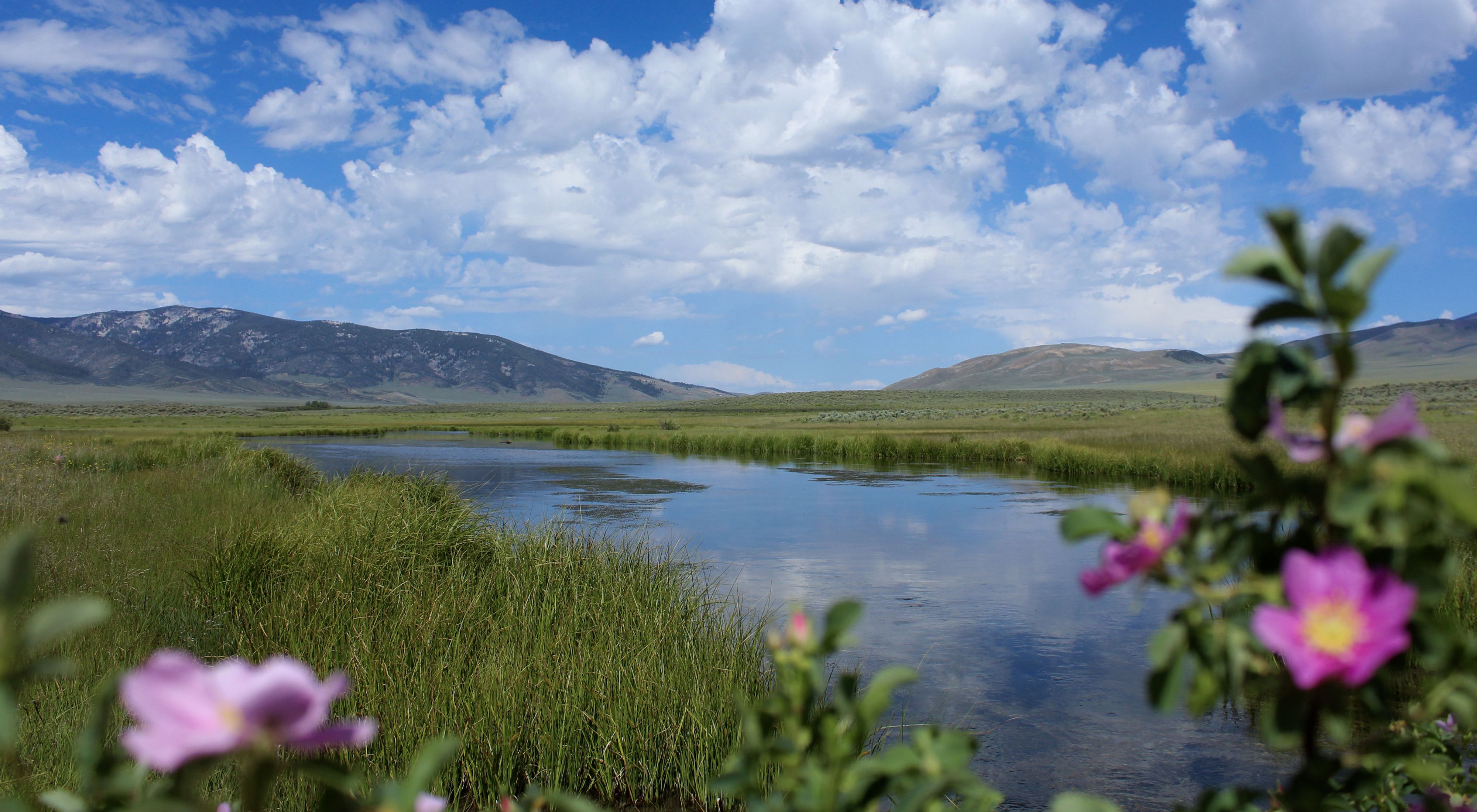 A view of a creek with flowers in the foreground and a cloud-filled sky.