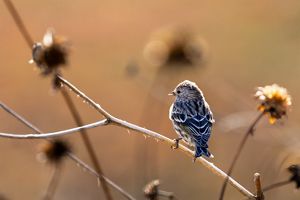 A small grey bird sits on a thin branch, illuminated by sunlight.