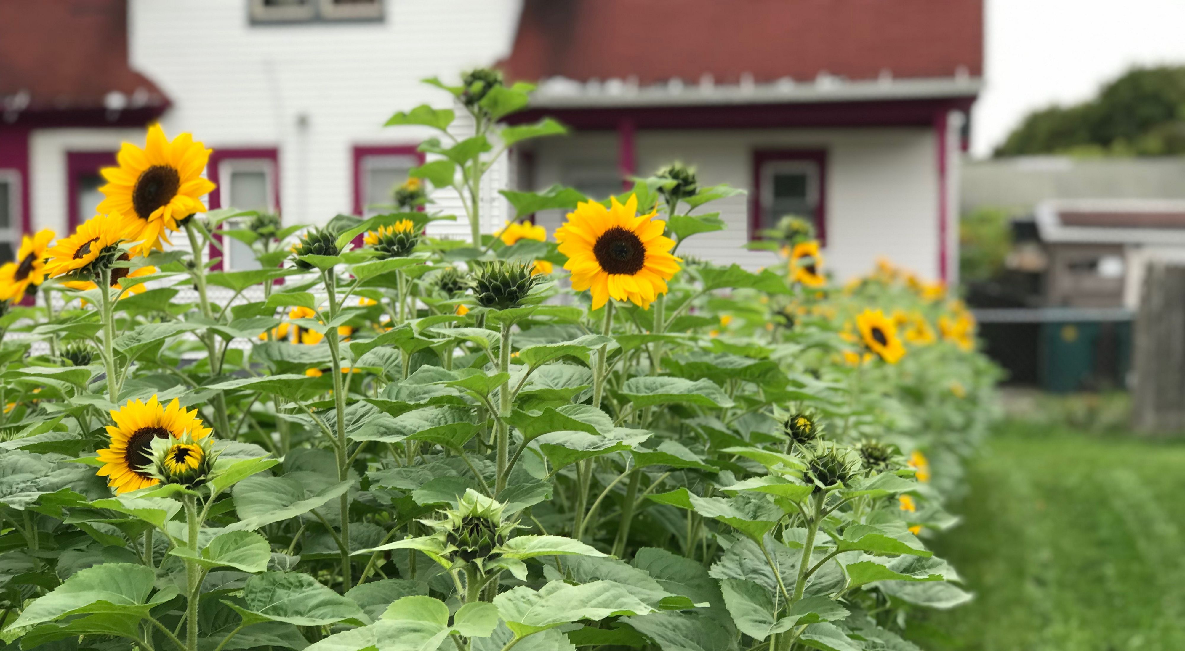Blooming sunflowers find a home at Community Blooms. 