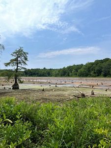 A drained pond with extensive hardwood and cypress stumps.