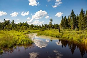 view of water and grasses with trees beyond.