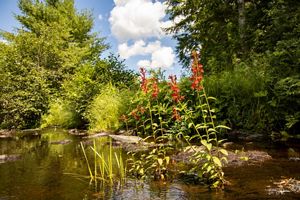 Red flowers grow out of a stream with dense foliage on its edges.