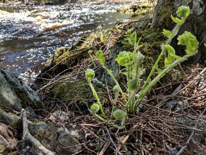 Fiddlehead ferns start to open beside a stream.