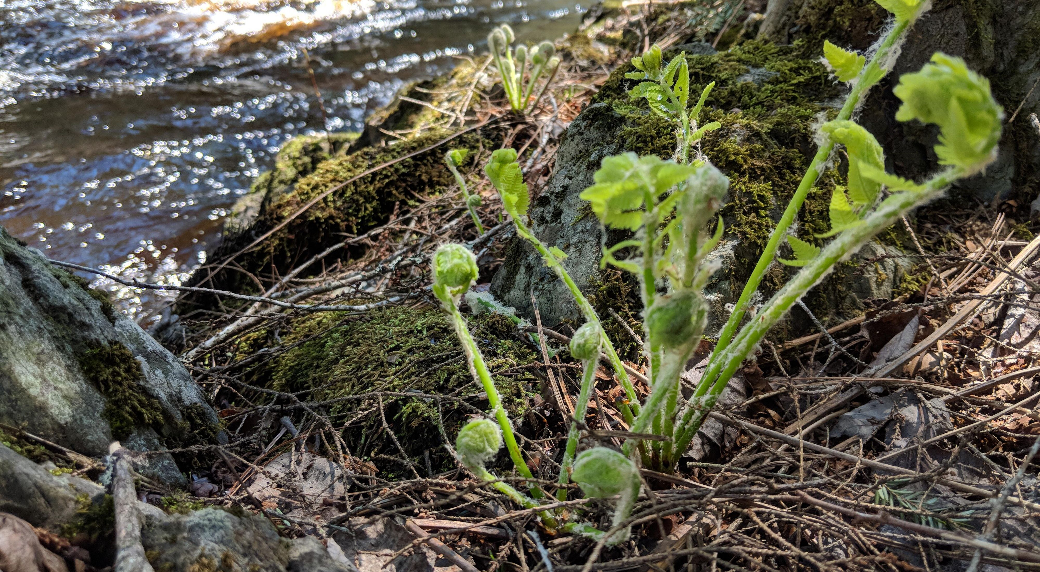 Spring ferns unfold on the banks of a stream.