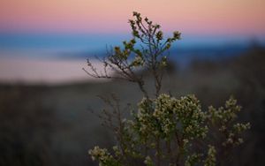 Closeup of a shrub with purple and blue sunset in the sky behind it.