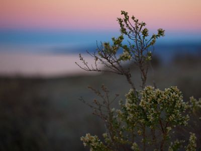The sun rises over the Jack and Laura Dangermond Preserve.