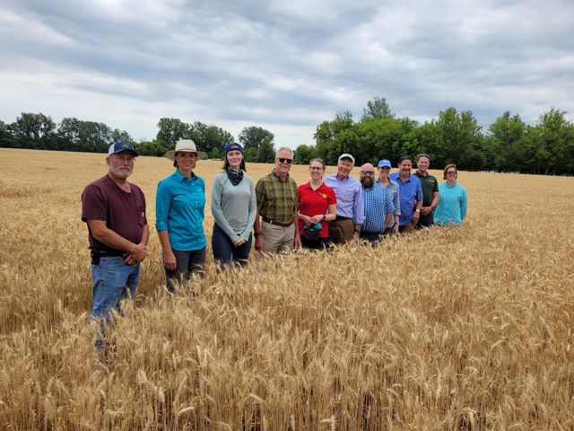 Eleven people—farmers, grain buyers, TNC staff—stand in a wheat field.