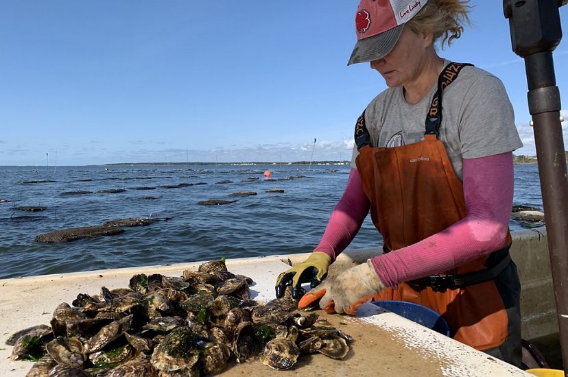 Sue Wicks handles oysters harvested from her oyster farm in Long Island, New York.