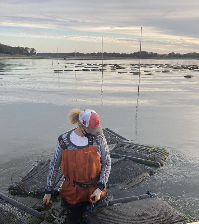 Sue Wicks, wearing a face mask, wades through her oyster farm pulling several floating cages.