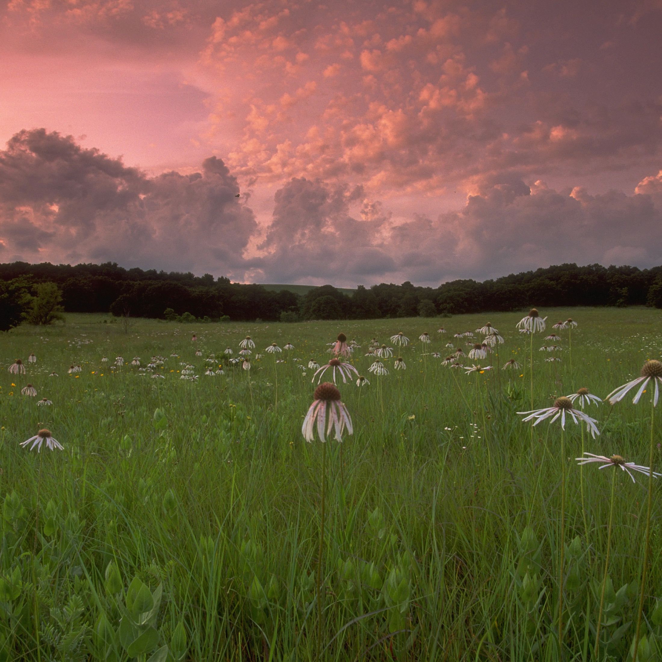 Meadow of coneflowers at the Joseph H. Williams Tallgrass Prairie Preserve