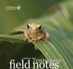 Green frog over a leaf.