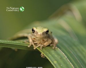 Green frog over a leaf.